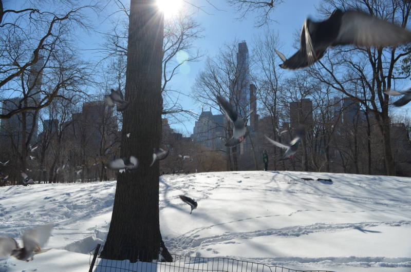 Illustration for article titled Central Park: After the Storm